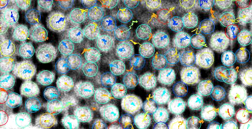 Trajectoires de grains d’une suspension granulaire vibrée obtenues par les techniques de suivi de particules et d’adaptation d’indice de réfraction